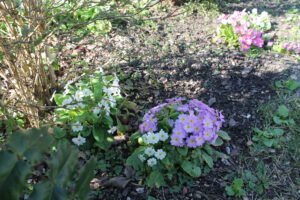 le primtemps à Charme d 'antan