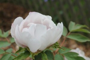 IMG_9027
